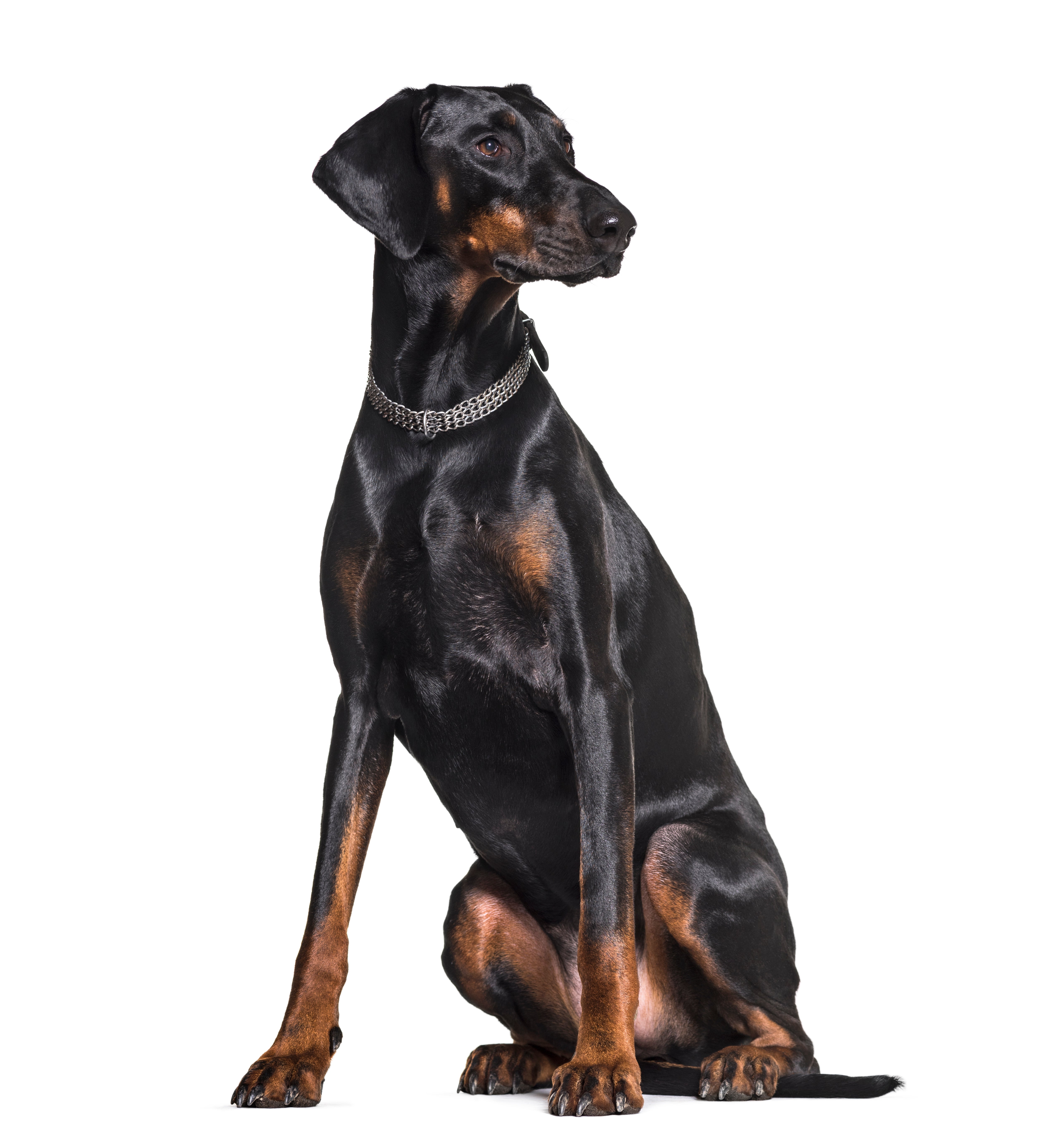 The Complete Doberman Pinscher｜Invisiblenomorebook.com